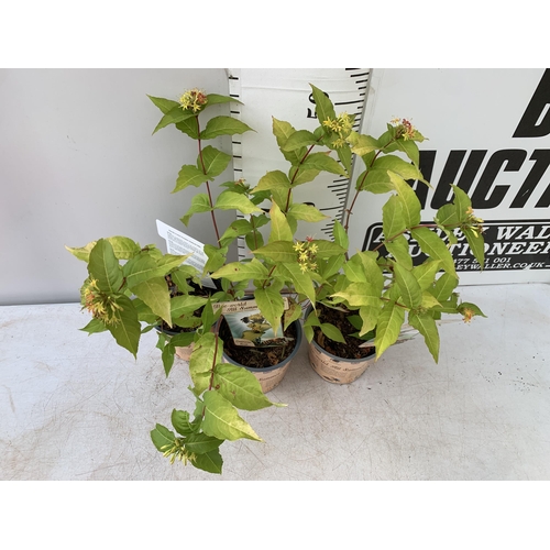 111 - THREE DIERVILLA RIVULARIS HONEYBEE PLANTS IN 1.5 LTR POTS - THIS HARDY PLANT FLOWERS FROM JUNE TO OC... 