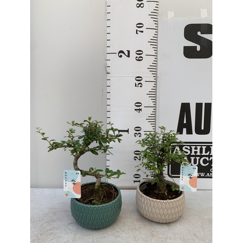 112 - TWO INDOOR BONSAI TREES IN CIRCULAR CERAMIC POTS. ONE ZELKOVA AND ONE CARMONA APPROX 30CM IN HEIGHT ... 