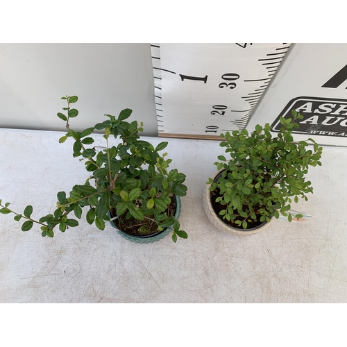 112 - TWO INDOOR BONSAI TREES IN CIRCULAR CERAMIC POTS. ONE ZELKOVA AND ONE CARMONA APPROX 30CM IN HEIGHT ... 