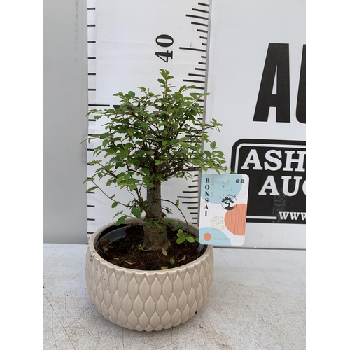 112 - TWO INDOOR BONSAI TREES IN CIRCULAR CERAMIC POTS. ONE ZELKOVA AND ONE CARMONA APPROX 30CM IN HEIGHT ... 