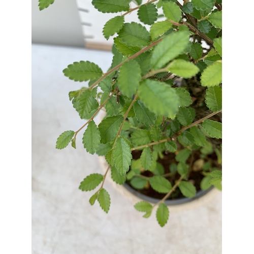 112 - TWO INDOOR BONSAI TREES IN CIRCULAR CERAMIC POTS. ONE ZELKOVA AND ONE CARMONA APPROX 30CM IN HEIGHT ... 