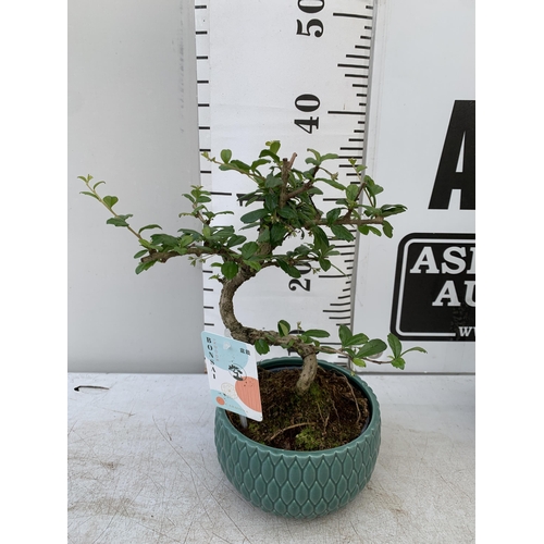 112 - TWO INDOOR BONSAI TREES IN CIRCULAR CERAMIC POTS. ONE ZELKOVA AND ONE CARMONA APPROX 30CM IN HEIGHT ... 