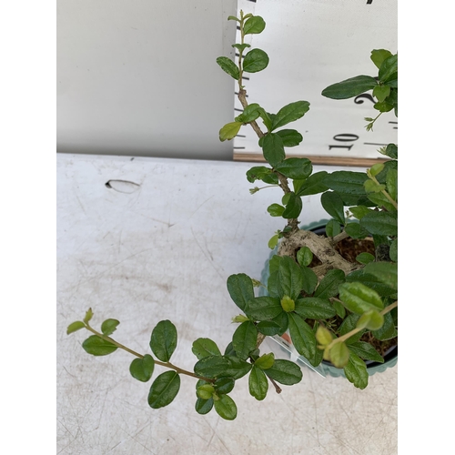 112 - TWO INDOOR BONSAI TREES IN CIRCULAR CERAMIC POTS. ONE ZELKOVA AND ONE CARMONA APPROX 30CM IN HEIGHT ... 