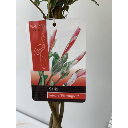 13 - TWO STANDARD TWISTED STEM PLAITED SALIX INTEGRA 'FLAMINGO' APPROX 110CM IN HEIGHT IN 3 LTR POTS PLUS... 