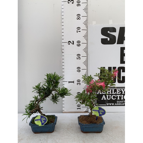 131 - TWO OUTDOOR BONSAI TREES IN CERAMIC POTS. ONE RHODODENDRON AND ONE PODOCARPUS APPROX 40CM IN HEIGHT ... 