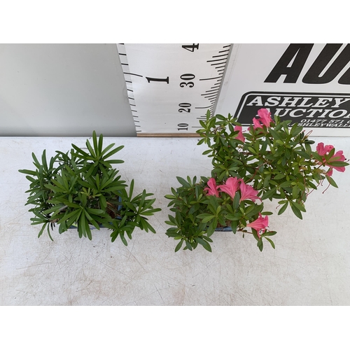 131 - TWO OUTDOOR BONSAI TREES IN CERAMIC POTS. ONE RHODODENDRON AND ONE PODOCARPUS APPROX 40CM IN HEIGHT ... 