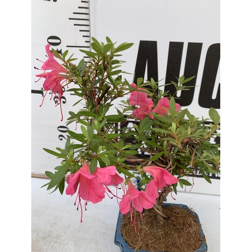 131 - TWO OUTDOOR BONSAI TREES IN CERAMIC POTS. ONE RHODODENDRON AND ONE PODOCARPUS APPROX 40CM IN HEIGHT ... 