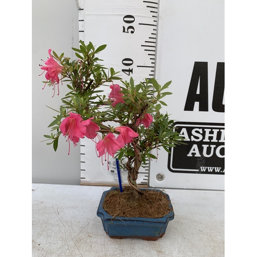 131 - TWO OUTDOOR BONSAI TREES IN CERAMIC POTS. ONE RHODODENDRON AND ONE PODOCARPUS APPROX 40CM IN HEIGHT ... 