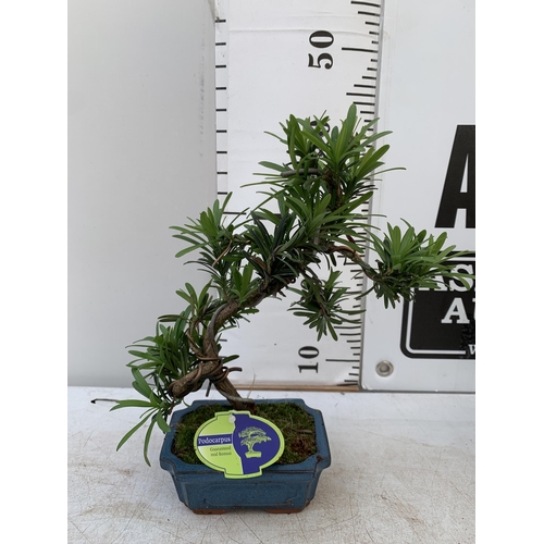 131 - TWO OUTDOOR BONSAI TREES IN CERAMIC POTS. ONE RHODODENDRON AND ONE PODOCARPUS APPROX 40CM IN HEIGHT ... 