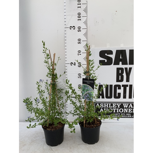 136 - TWO CEANOTHUS 'SKYLARK' IN 2 LTR POTS ON A PYRAMID FRAME APPROX 70CM IN HEIGHT PLUS VAT TO BE SOLD F... 