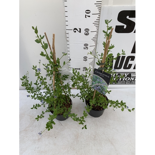 136 - TWO CEANOTHUS 'SKYLARK' IN 2 LTR POTS ON A PYRAMID FRAME APPROX 70CM IN HEIGHT PLUS VAT TO BE SOLD F... 