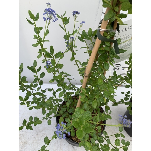 136 - TWO CEANOTHUS 'SKYLARK' IN 2 LTR POTS ON A PYRAMID FRAME APPROX 70CM IN HEIGHT PLUS VAT TO BE SOLD F... 