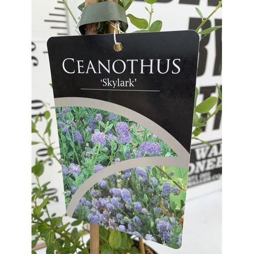 136 - TWO CEANOTHUS 'SKYLARK' IN 2 LTR POTS ON A PYRAMID FRAME APPROX 70CM IN HEIGHT PLUS VAT TO BE SOLD F... 