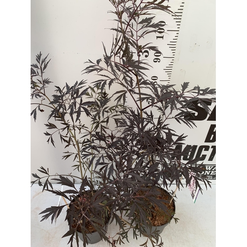 14 - TWO SAMBUCUS NIGRA BLACK LACE 'EVA' IN 5 LTR POTS APPROX 90- 130CM IN HEIGHT PLUS VAT TO BE SOLD FOR... 