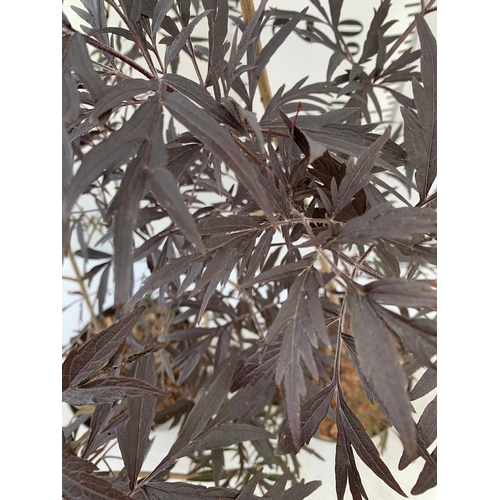 14 - TWO SAMBUCUS NIGRA BLACK LACE 'EVA' IN 5 LTR POTS APPROX 90- 130CM IN HEIGHT PLUS VAT TO BE SOLD FOR... 