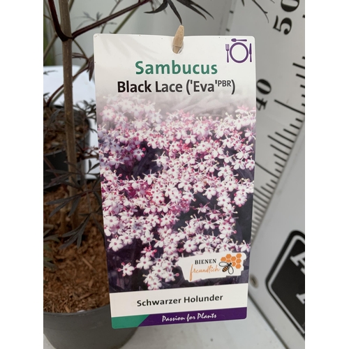 14 - TWO SAMBUCUS NIGRA BLACK LACE 'EVA' IN 5 LTR POTS APPROX 90- 130CM IN HEIGHT PLUS VAT TO BE SOLD FOR... 