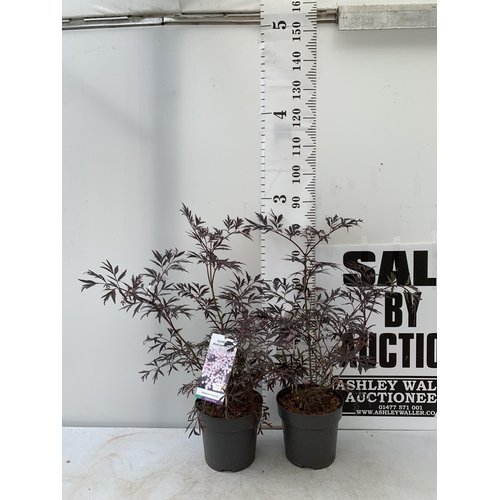 141 - TWO SAMBUCUS NIGRA BLACK LACE 'EVA' IN 5 LTR POTS APPROX 80-90CM IN HEIGHT PLUS VAT TO BE SOLD FOR T... 