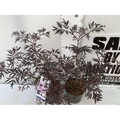 141 - TWO SAMBUCUS NIGRA BLACK LACE 'EVA' IN 5 LTR POTS APPROX 80-90CM IN HEIGHT PLUS VAT TO BE SOLD FOR T... 