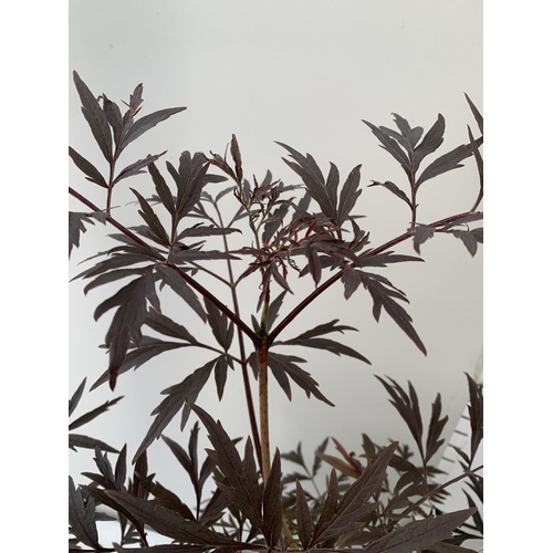 141 - TWO SAMBUCUS NIGRA BLACK LACE 'EVA' IN 5 LTR POTS APPROX 80-90CM IN HEIGHT PLUS VAT TO BE SOLD FOR T... 