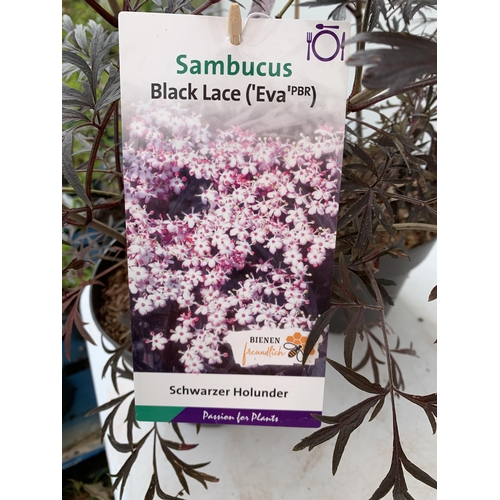 141 - TWO SAMBUCUS NIGRA BLACK LACE 'EVA' IN 5 LTR POTS APPROX 80-90CM IN HEIGHT PLUS VAT TO BE SOLD FOR T... 