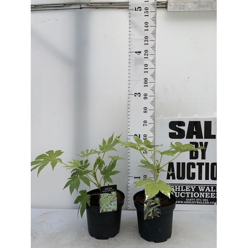 144 - TWO LARGE FATSIA JAPONICA 'SPIDERS WEB' AND 'VARIEGATA' IN 7 LTR POTS 60CM TALL PLUS VAT TO BE SOLD ... 