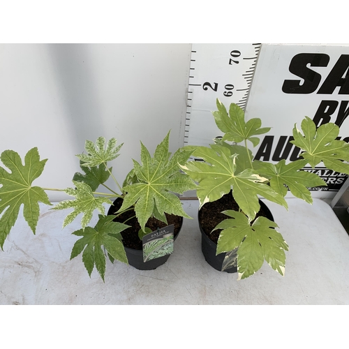 144 - TWO LARGE FATSIA JAPONICA 'SPIDERS WEB' AND 'VARIEGATA' IN 7 LTR POTS 60CM TALL PLUS VAT TO BE SOLD ... 