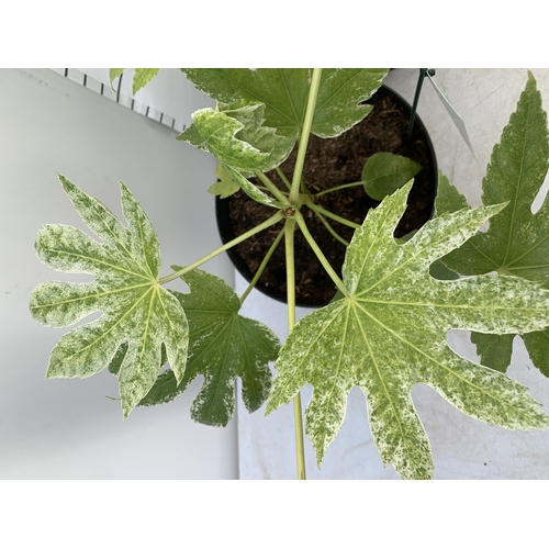 144 - TWO LARGE FATSIA JAPONICA 'SPIDERS WEB' AND 'VARIEGATA' IN 7 LTR POTS 60CM TALL PLUS VAT TO BE SOLD ... 