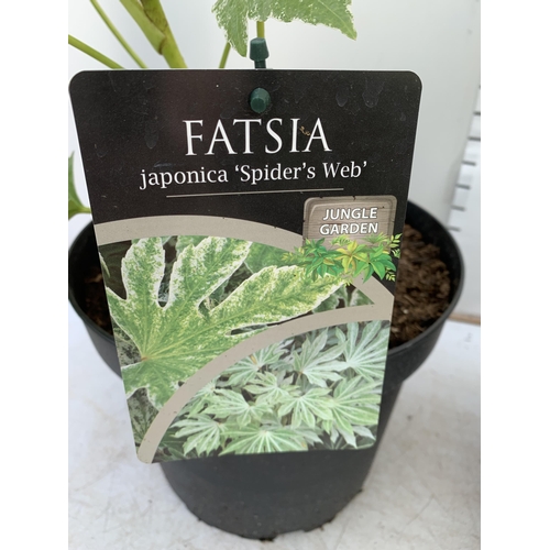 144 - TWO LARGE FATSIA JAPONICA 'SPIDERS WEB' AND 'VARIEGATA' IN 7 LTR POTS 60CM TALL PLUS VAT TO BE SOLD ... 