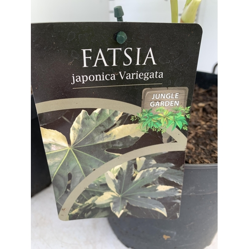 144 - TWO LARGE FATSIA JAPONICA 'SPIDERS WEB' AND 'VARIEGATA' IN 7 LTR POTS 60CM TALL PLUS VAT TO BE SOLD ... 