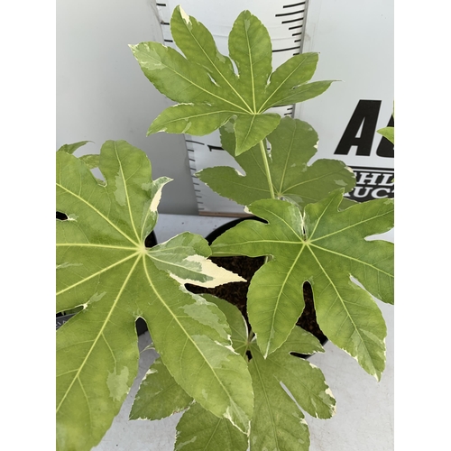 144 - TWO LARGE FATSIA JAPONICA 'SPIDERS WEB' AND 'VARIEGATA' IN 7 LTR POTS 60CM TALL PLUS VAT TO BE SOLD ... 