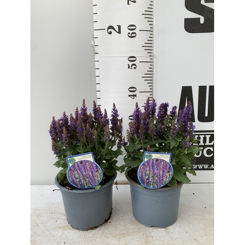 148 - TWO SALVIA NEMOROSA 'SENSATION DEEP BLUE' IN 2 LTR POTS APPROX 40CM IN HEIGHT PLUS VAT TO BE SOLD FO... 