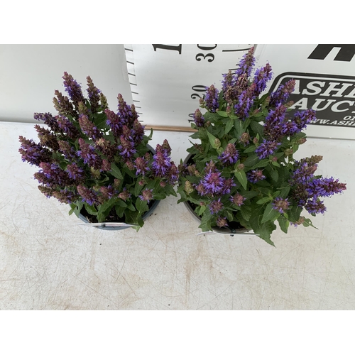 148 - TWO SALVIA NEMOROSA 'SENSATION DEEP BLUE' IN 2 LTR POTS APPROX 40CM IN HEIGHT PLUS VAT TO BE SOLD FO... 