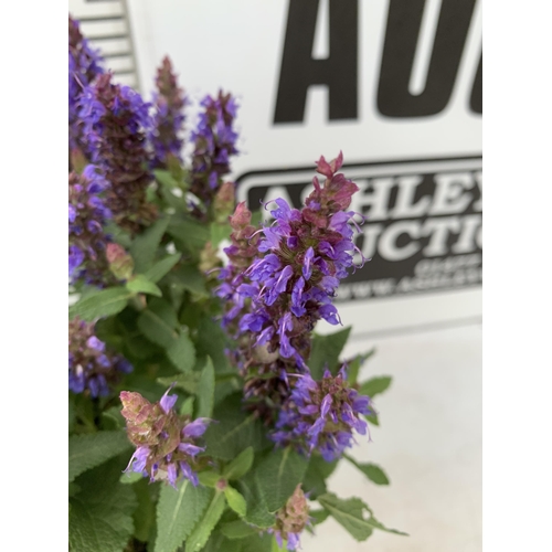 148 - TWO SALVIA NEMOROSA 'SENSATION DEEP BLUE' IN 2 LTR POTS APPROX 40CM IN HEIGHT PLUS VAT TO BE SOLD FO... 