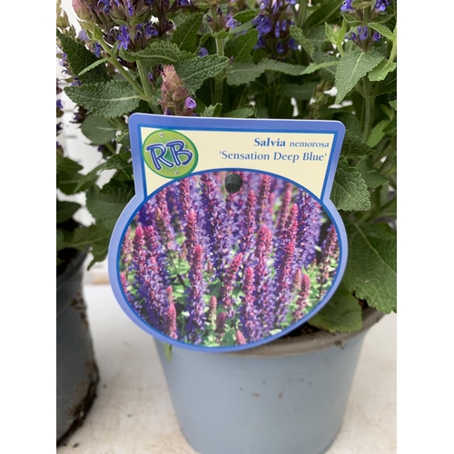 148 - TWO SALVIA NEMOROSA 'SENSATION DEEP BLUE' IN 2 LTR POTS APPROX 40CM IN HEIGHT PLUS VAT TO BE SOLD FO... 