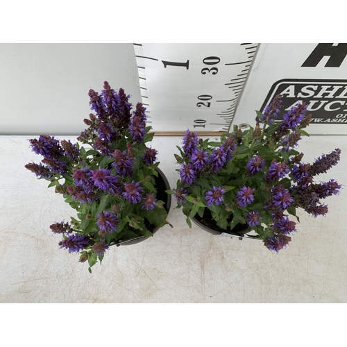 15 - TWO SALVIA NEMOROSA 'SENSATION DEEP BLUE' IN 2 LTR POTS APPROX 40CM IN HEIGHT PLUS VAT TO BE SOLD FO... 