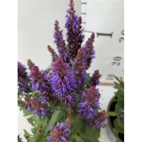 15 - TWO SALVIA NEMOROSA 'SENSATION DEEP BLUE' IN 2 LTR POTS APPROX 40CM IN HEIGHT PLUS VAT TO BE SOLD FO... 