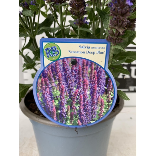 15 - TWO SALVIA NEMOROSA 'SENSATION DEEP BLUE' IN 2 LTR POTS APPROX 40CM IN HEIGHT PLUS VAT TO BE SOLD FO... 