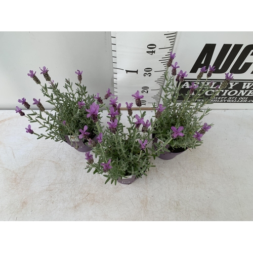 16 - THREE LAVENDER LAVANDULA ST.ANOUK IN PURPLE IN FLOWER 1.5 LITRE POTS APPROX 40CM IN HEIGHT TO BE SOL... 