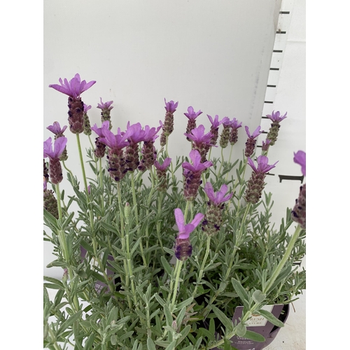 16 - THREE LAVENDER LAVANDULA ST.ANOUK IN PURPLE IN FLOWER 1.5 LITRE POTS APPROX 40CM IN HEIGHT TO BE SOL... 