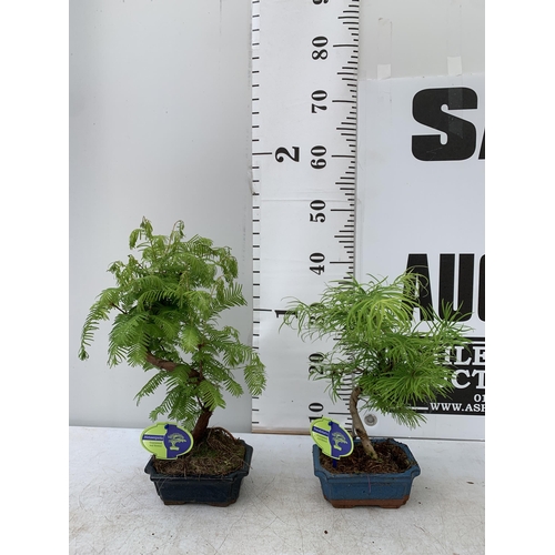 166 - TWO OUTDOOR BONSAI TREES IN CERAMIC POTS. ONE METASEQUOIA AND ONE PSEUDOLARIX APPROX 40-50CM IN HEIG... 