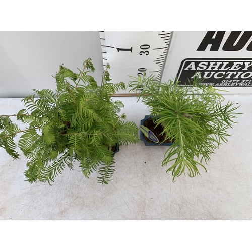 166 - TWO OUTDOOR BONSAI TREES IN CERAMIC POTS. ONE METASEQUOIA AND ONE PSEUDOLARIX APPROX 40-50CM IN HEIG... 