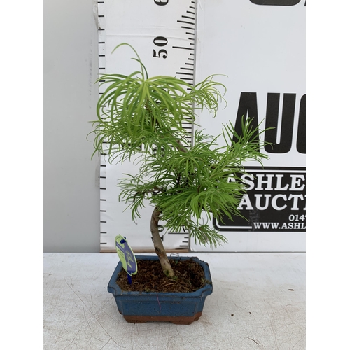 166 - TWO OUTDOOR BONSAI TREES IN CERAMIC POTS. ONE METASEQUOIA AND ONE PSEUDOLARIX APPROX 40-50CM IN HEIG... 