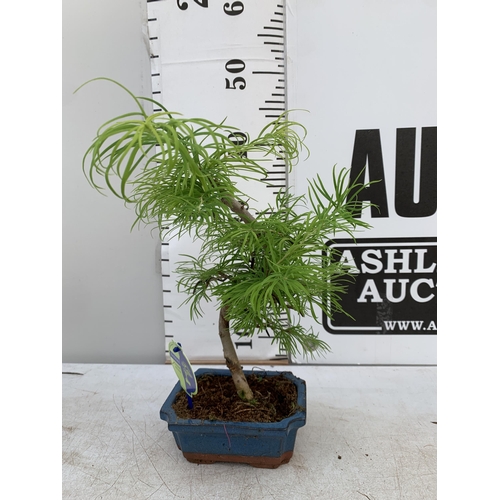 166 - TWO OUTDOOR BONSAI TREES IN CERAMIC POTS. ONE METASEQUOIA AND ONE PSEUDOLARIX APPROX 40-50CM IN HEIG... 