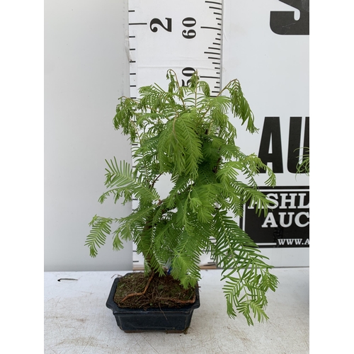 166 - TWO OUTDOOR BONSAI TREES IN CERAMIC POTS. ONE METASEQUOIA AND ONE PSEUDOLARIX APPROX 40-50CM IN HEIG... 