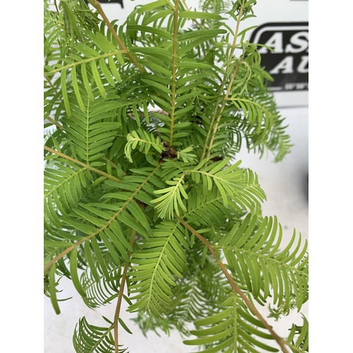 166 - TWO OUTDOOR BONSAI TREES IN CERAMIC POTS. ONE METASEQUOIA AND ONE PSEUDOLARIX APPROX 40-50CM IN HEIG... 