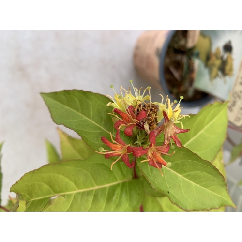 17 - THREE DIERVILLA RIVULARIS HONEYBEE PLANTS IN 1.5 LTR POTS - THIS HARDY PLANT FLOWERS FROM JUNE TO OC... 