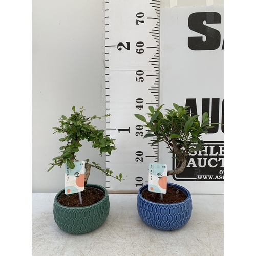 177 - TWO INDOOR BONSAI TREES IN CIRCULAR CERAMIC POTS. ONE CARMONA AND ONE FICUS (FIG) APPROX 40CM IN HEI... 