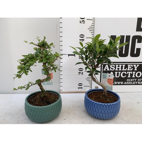 177 - TWO INDOOR BONSAI TREES IN CIRCULAR CERAMIC POTS. ONE CARMONA AND ONE FICUS (FIG) APPROX 40CM IN HEI... 