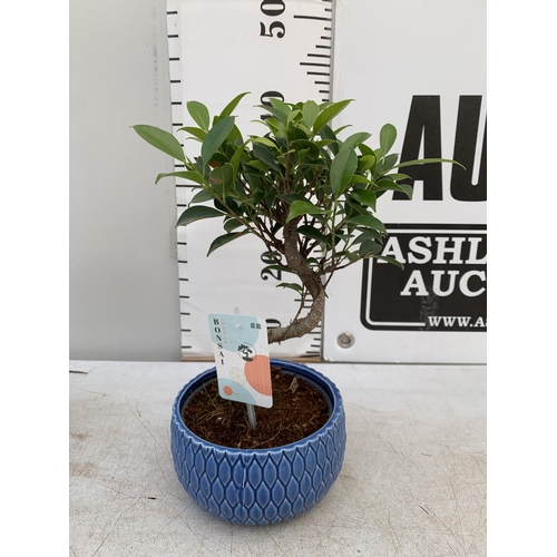 177 - TWO INDOOR BONSAI TREES IN CIRCULAR CERAMIC POTS. ONE CARMONA AND ONE FICUS (FIG) APPROX 40CM IN HEI... 