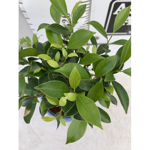 177 - TWO INDOOR BONSAI TREES IN CIRCULAR CERAMIC POTS. ONE CARMONA AND ONE FICUS (FIG) APPROX 40CM IN HEI... 